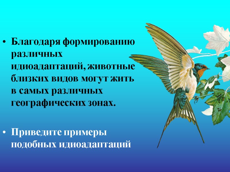 Благодаря формированию различных идиоадаптаций, животные близких видов могут жить в самых различных географических зонах.